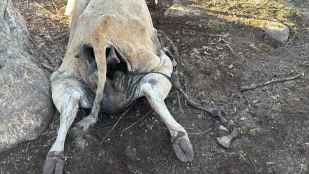 ASAJA Soria denuncia que se están intensificando los ataques de buitres al ganado