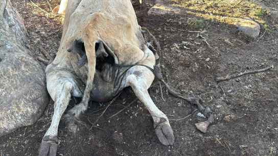 ASAJA Soria denuncia que se están intensificando los ataques de buitres al ganado ASAJA Soria denuncia que se están intensificando los ataques de buitres al ganado