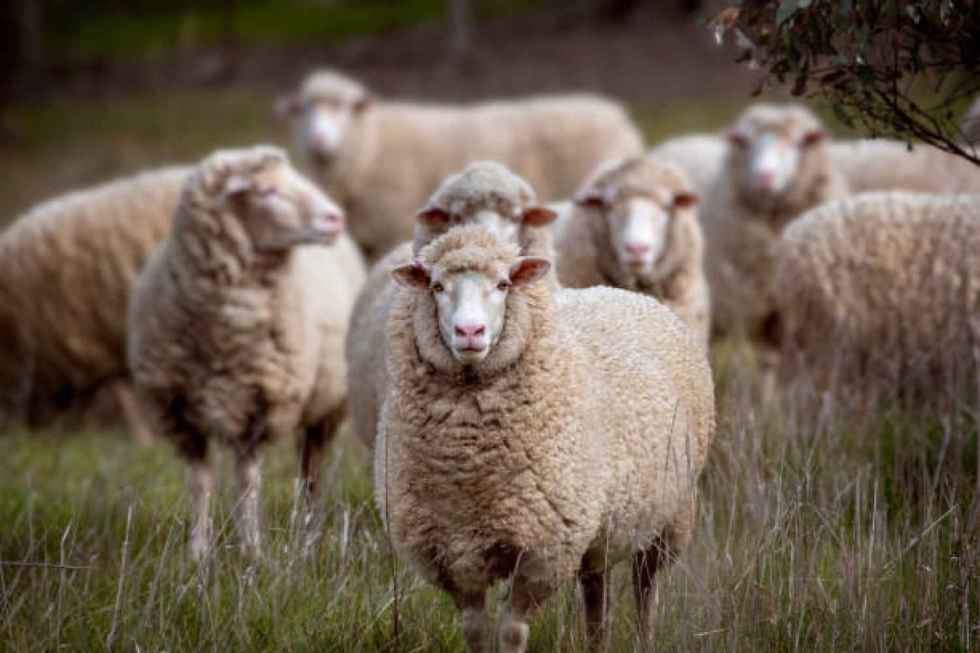 Soria ¡Ya! logra respaldo regional para transformar la lana en una oportunidad para el campo