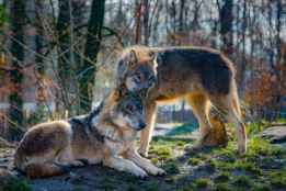 Satisfacción de la Junta por apoyo europeo a cambio de estatuto jurídico del lobo