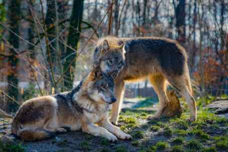 Satisfacción de la Junta por apoyo europeo a cambio de estatuto jurídico del lobo Satisfacción de la Junta por apoyo europeo a cambio de estatuto jurídico del lobo