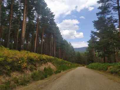 La Junta adjudica el arreglo de una pista forestal en Covaleda