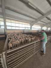 La Diputación de Soria reparte 70 ejemplares de raza ovina ojalada