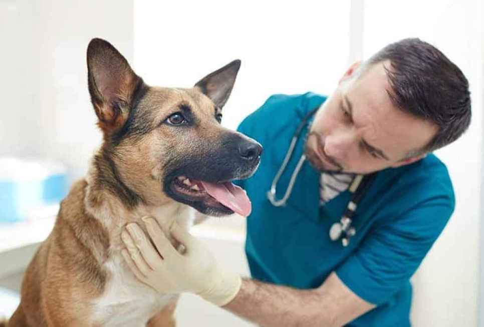 Los veterinarios denuncian grave impacto de nuevo decreto sobre profesión, que amenaza salud animal