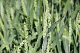 Las OPAS convocan concentración frenta al Ministerio de Agricultura para alertar de grave situación del cereal