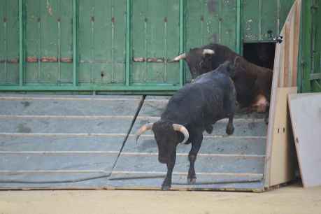Los novillos del Viernes de Toros llegan a plaza de 