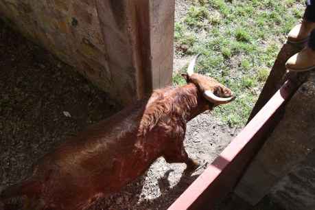 Los toros del Jueves la Saca llegan a Cañada Honda 