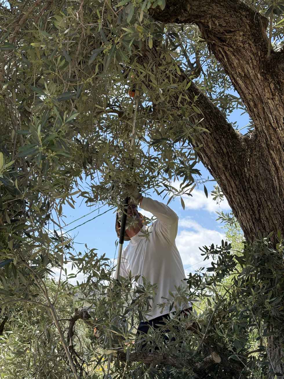 La Asociación Apadrina un Olivo, ganadora de segunda edición de premio Esteva