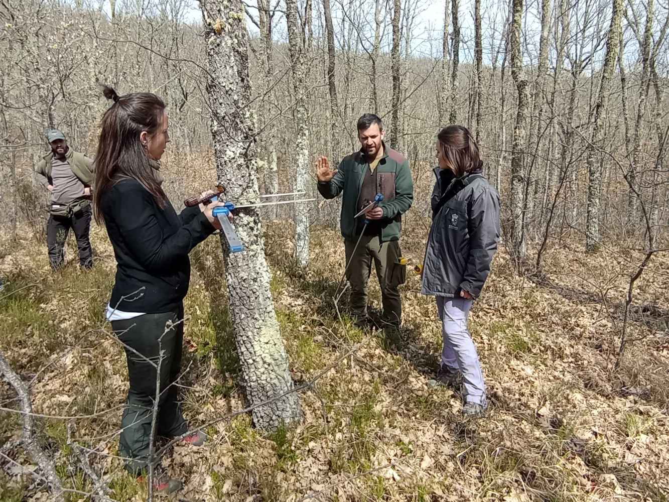 Cesefor lanza Selviaula para formar a profesionales que suministren la madera que demanda el mercado