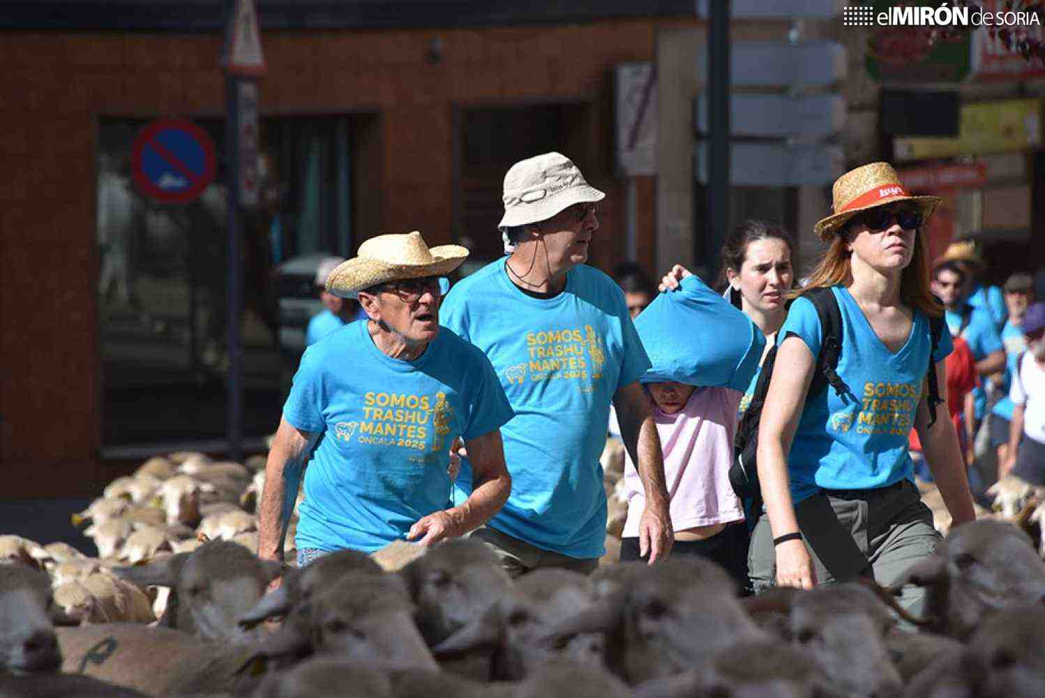 Soria se despide en junio de la última trashumancia merina