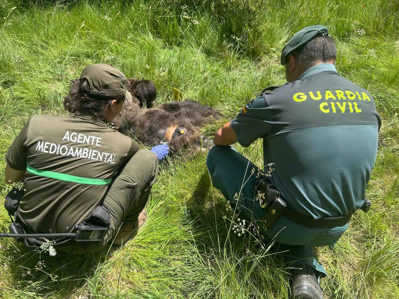 Localizado muerto un oso pardo en la Montaña Palentina