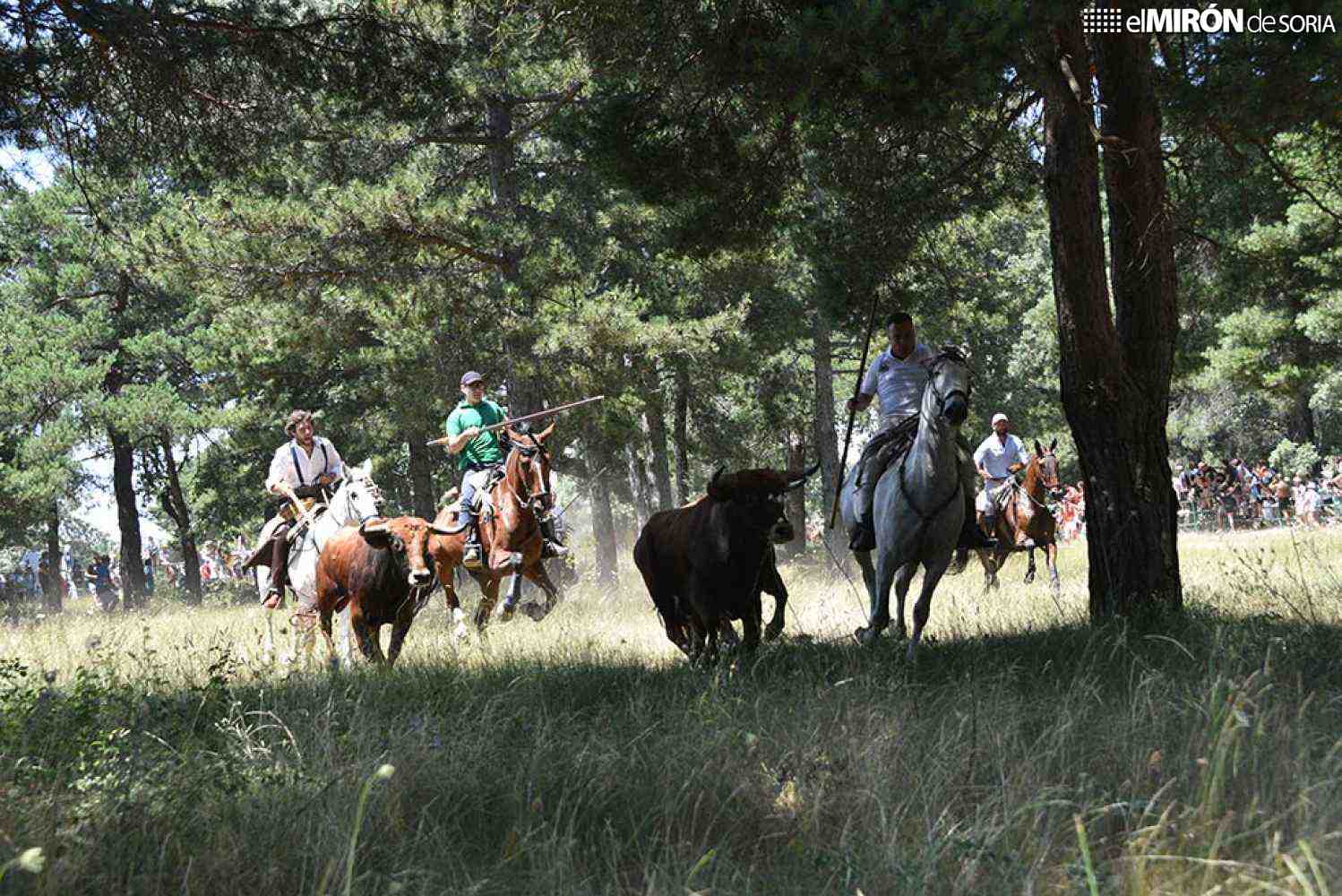 La Saca se cierra con diez toros en la plaza, uno en el descansadero y otro, desaparecido
