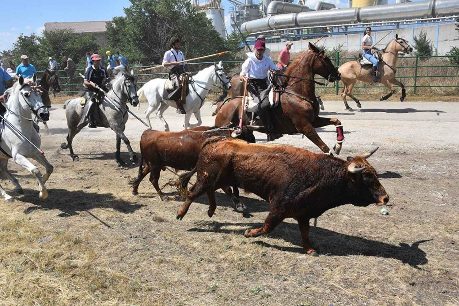 La Saca se cierra con diez toros en la plaza, uno en el descansadero y otro, desaparecido