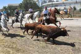 La Saca se cierra con diez toros en la plaza, uno en el descansadero y otro, desaparecido