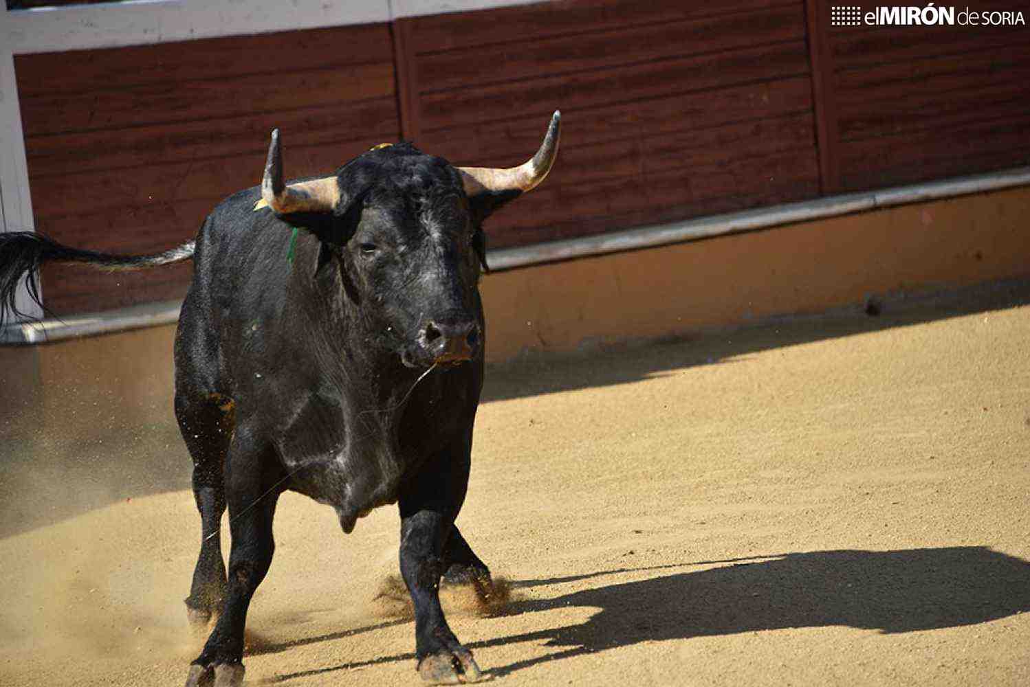 Celtiberia convoca su trofeo para premiar al toro más bravo de feria de San Juan