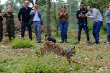 Liberado "Venadillo", lince ibérico para reintroducir especie en el Cerrato Palentino
