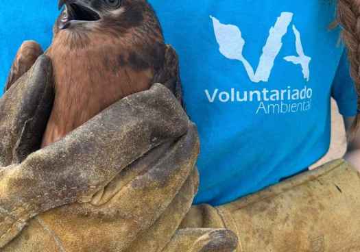 Abierta convocatoria para voluntariado ambiental de centros de recuperación y recepción de animales silvestres de Castilla y León 