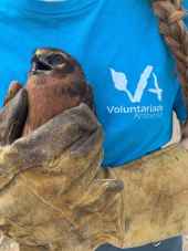 Abierta convocatoria para voluntariado ambiental de centros de recuperación y recepción de animales silvestres de Castilla y León 