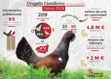 La población de urogallo cantábrico asciende a 209 ejemplares en 2024