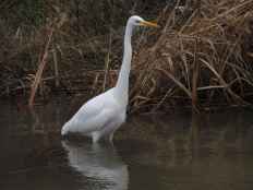 Castilla y León conoce stado de conservación de especies de garzas reproductoras más escasas