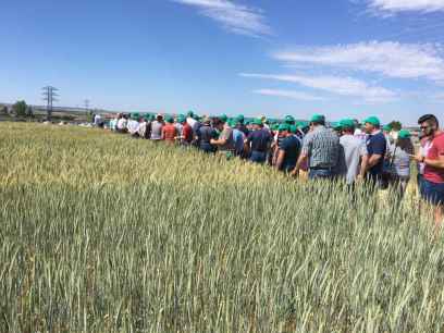 ASAJA Soria ultima preparativos de su oferta de experimentación en campos de ensayo de Almazán 