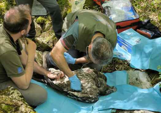 Un quebrantahuesos nace en el Moncayo soriano, un hecho histórico