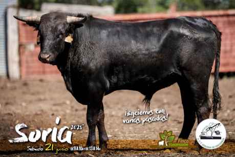 La ACT Soriana de Encierros celebra su décimo aniversario La ACT Soriana de Encierros celebra su décimo aniversario