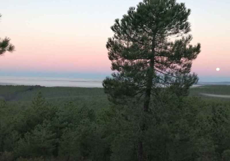 RECONECTA impulsa gestión forestal sostenible en grandes pulmones rurales de España