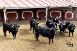  Desembarcados ocho toros de El Canario para los rejones de Soria