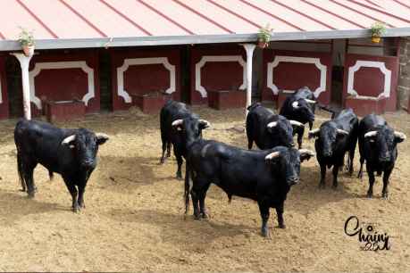 Desembarcados ocho toros de El Canario para los rejones de Soria Desembarcados ocho toros de El Canario para los rejones de Soria