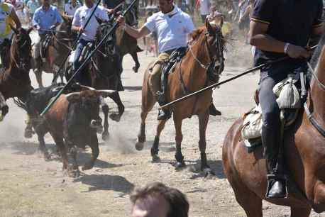 Los toros del Jueves la Saca camino de Soria