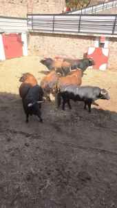 Sorteados los toros de Bañuelos para la última de la feria taurina de Soria