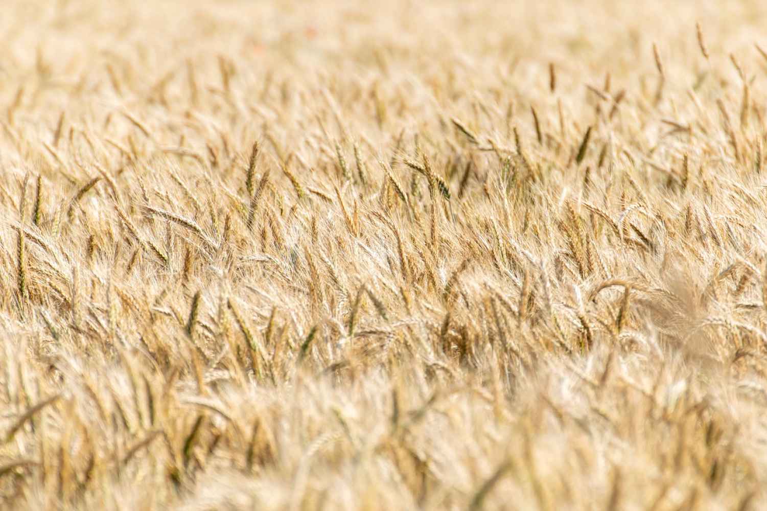 Instan a revisar las coberturas de los seguros agrarios para adaptarlos a necesidades reales de agricultores Instan a revisar las coberturas de los seguros agrarios para adaptarlos a necesidades reales de agricultores