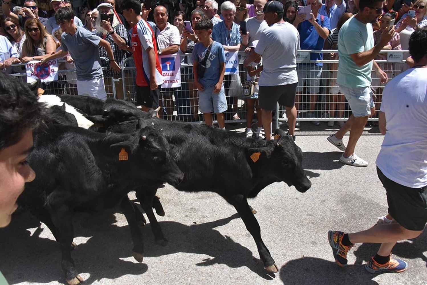 Encierro infantil en el mercado tradicional de Almarza