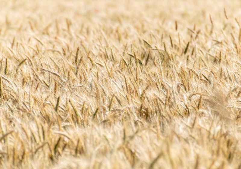 Instan a revisar las coberturas de los seguros agrarios para adaptarlos a necesidades reales de agricultores