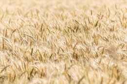 Instan a revisar las coberturas de los seguros agrarios para adaptarlos a necesidades reales de agricultores