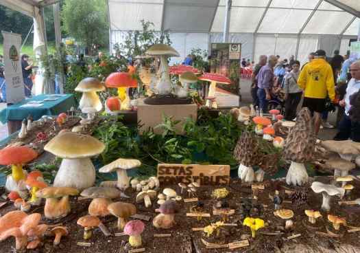 El Parque Micológico más grande de España llega a San Esteban de Gormaz 