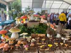 Talveila, primera parada del Mycological Summer Tour de Montes de Soria