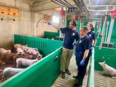 Investigación para mejorar alimentación animal y reducir huella de carbono en porcino
