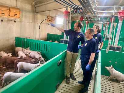 Investigación para mejorar alimentación animal y reducir huella de carbono en porcino