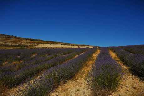 Campos de lavanda en San Felices