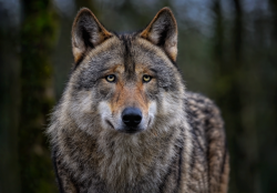 La Junta y otras diez comunidades exigen al Gobierno abordar situación del lobo