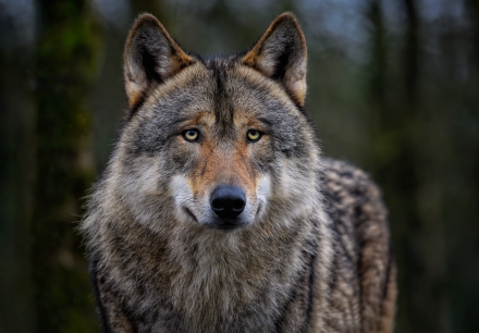 La Junta y otras diez comunidades exigen al Gobierno abordar situación del lobo