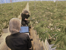 Tras años de espera, Ondara comienza producción de cannabis medicinal en Garray