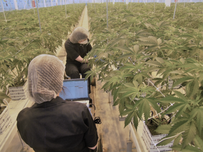 Tras años de espera, Ondara comienza producción de cannabis medicinal en Garray