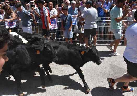 Encierro infantil en el mercado tradicional de Almarza