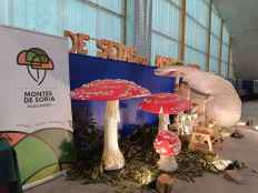 El Mycological Summer Tour llega este agosto a ocho pueblos sorianos