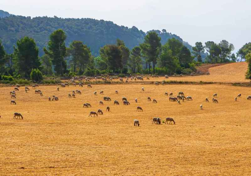 Defienden labor de ganadería extensiva en limpieza de montes y prevención de incendios 