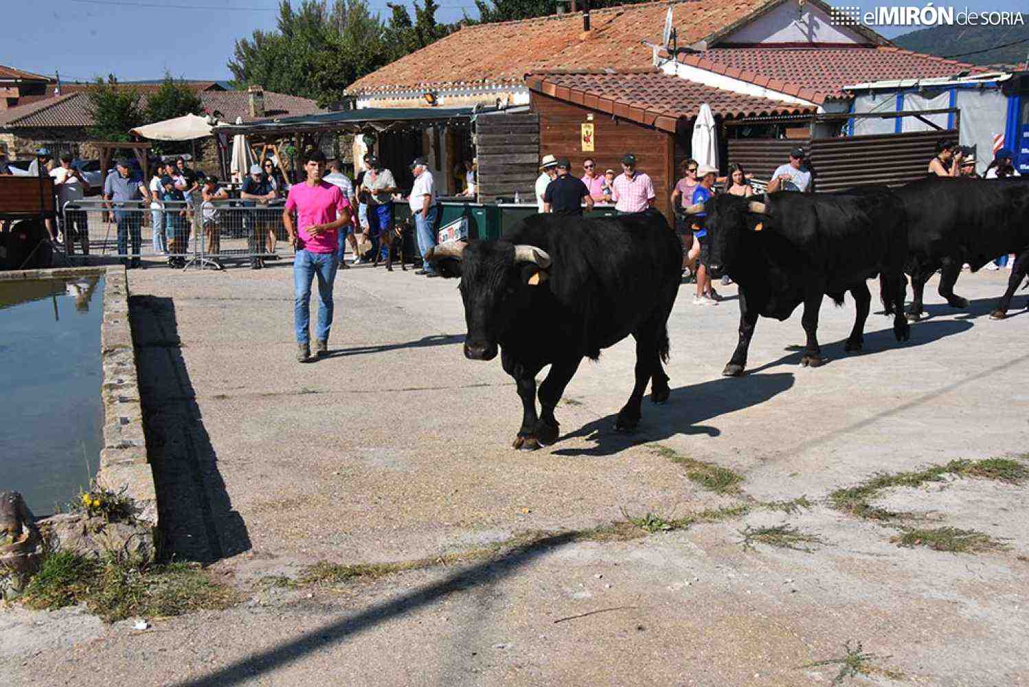 Gallinero celebra el primer sábado de agosto quinta edición de Trashumancia
