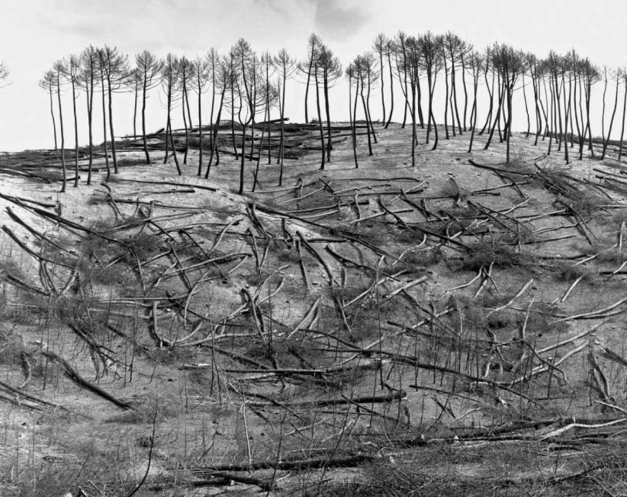 Tardelcuende sigue recordando el gran incendio del año 2000 con exposición "El Bosque Quemado"